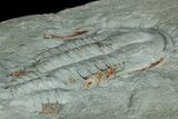 Cambrian Trilobite (Longianda) With Pos/Neg - Issafen, Morocco #170770-3